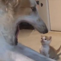 あくび