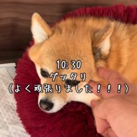 疲れた様子の犬
