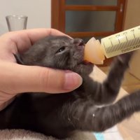 ミルクボランティア中だそう