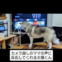カメラを見る犬2