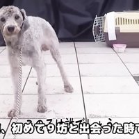 土手に捨てられていた犬