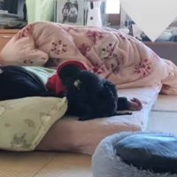 女性の隣でくつろぐ黒い犬