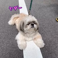 ストーキング後はお散歩拒否