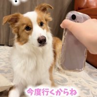 スマートフォンを見上げる犬