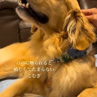 こむぎちゃんをナデナデ3