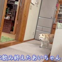 あいちゃんはハイシニア