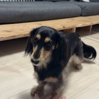 遊んでもらえなくて怒る紬ちゃん