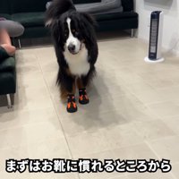 靴を履いたらフリーズ