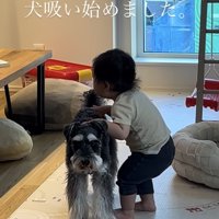 シュナウザーの背中に手を置いてしゃがむ赤ちゃん