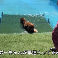 さっそく水に浸かるぱぴこくん