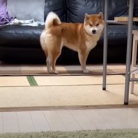 気がついた柴犬