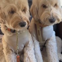 前を向く2匹の犬