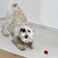 迫力満点なのに笑える♪