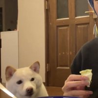 キャベツを見る犬
