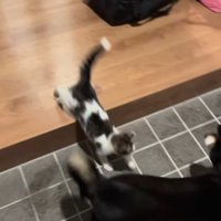 子猫が積極的に近づいた