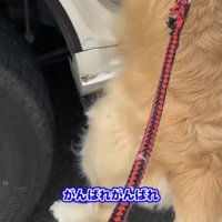 足を動かす犬