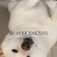 家中どこでもヘソ天で寝る