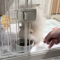 逆立ちしたすいちゃん