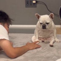 小型犬にちょっかいを出す飼い主