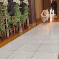 もう1匹のゴールデンレトリバーさんが！！