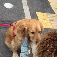 小さい頃からの友達に撫でてもらう大型犬