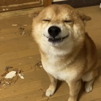 目を細める犬