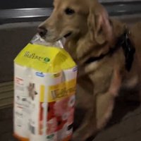 荷物を咥えて歩く犬