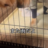 わんこにカッパを着せたら…