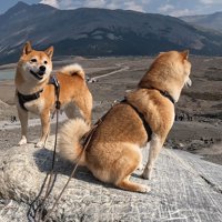 岩の上から景色を眺める2匹