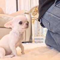 足踏みするルミちゃん