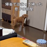 「お兄ちゃんに会いたい」とアピール