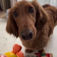 ミニチュアダックスフンドのエールくん