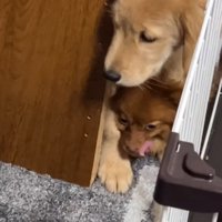 小型犬の上に乗る大型犬の子犬