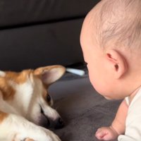 寝転がるこた君