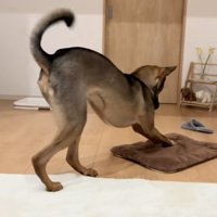 座布団で雑巾掛けする犬