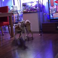 妹犬を背中に乗せたまま回る姉犬