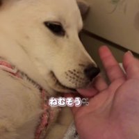 安心の表情にホッコリ