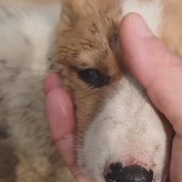 現在は新しい飼い主の元へ