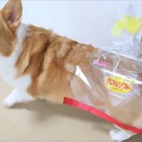 食パン