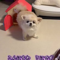 こちらを見る犬1