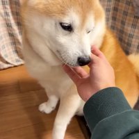 再会を喜ぶらんまるくん