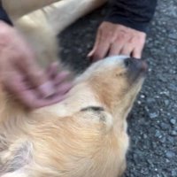 ずっと撫でられるゆずくん