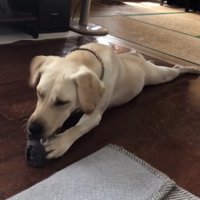 靴下をかじる犬