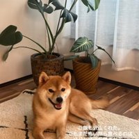 笑顔で伏せる柴犬