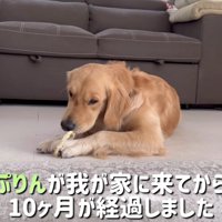 ぷりんちゃんが仲間入り♡