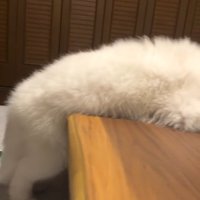 ごえもん君の胴体