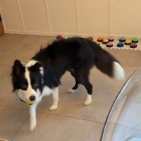 飼い主さんを呼び続けるサンゴくん⑩
