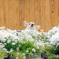 あるある
