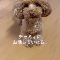 飼い主さんを見るチャミィちゃん