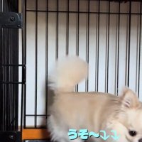 ケージから出るわんこ